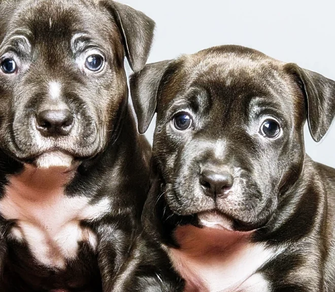 Ultimate Guide to American Staffordshire Terrier Puppies: Unleash Your Knowledge and Joy – 2024