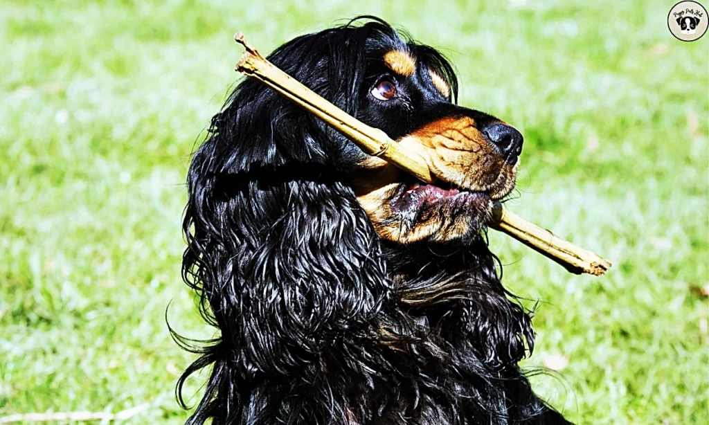 discussing the physical activity requirements and training recommendations specific to Black Cocker Spaniels.