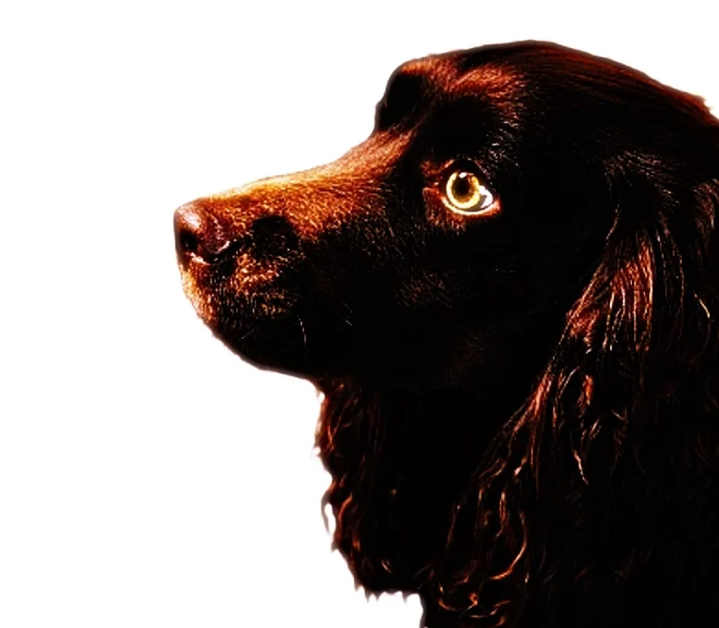 Comprehensive Guide to Black Cocker Spaniel Dogs: Breed Information, Characteristics, and Care – 2024