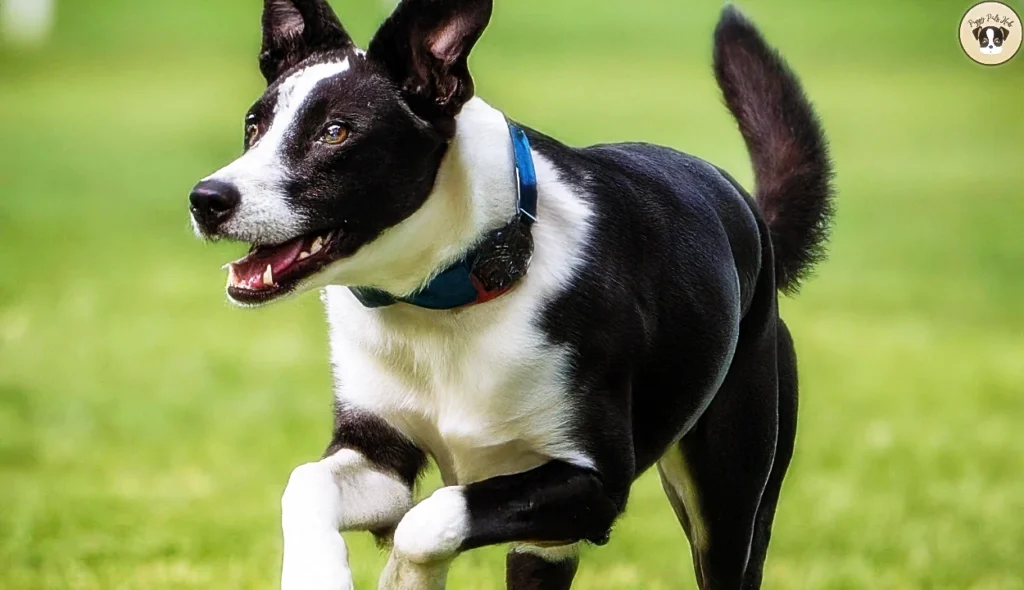 guidance and tips for training and socializing dogs that are a mix of Border Collie and another breed.