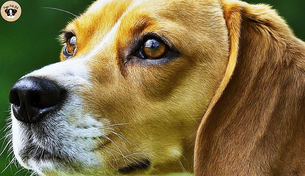 An overview of the origins and historical background of Lemon Beagles, detailing their development and characteristics.