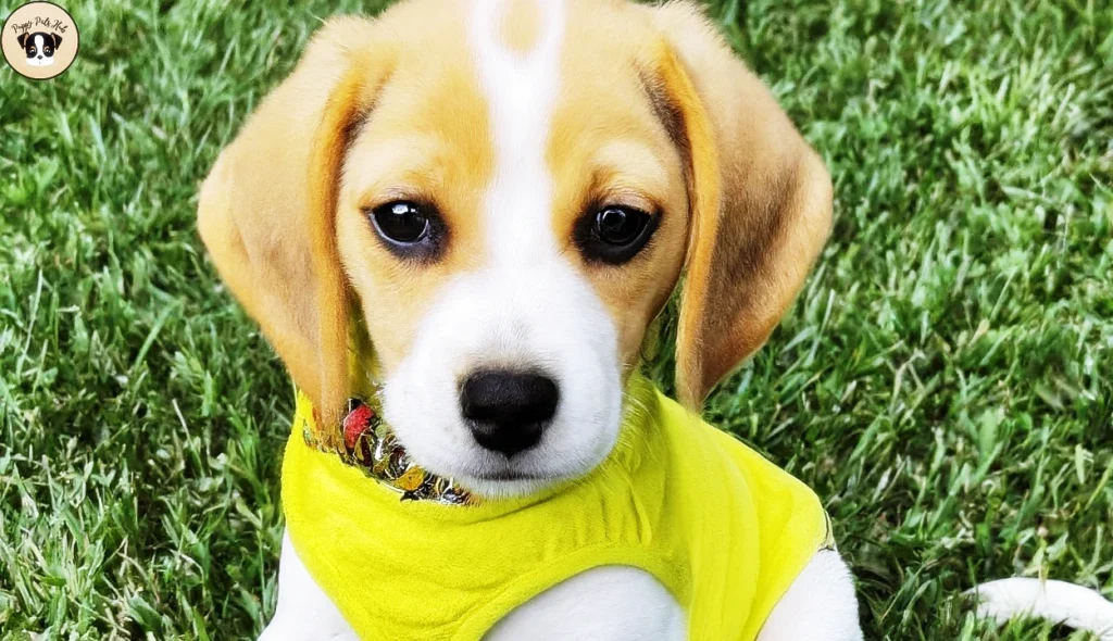 Bringing Home Your New Lemon Beagle Puppy, Socialization of your dog