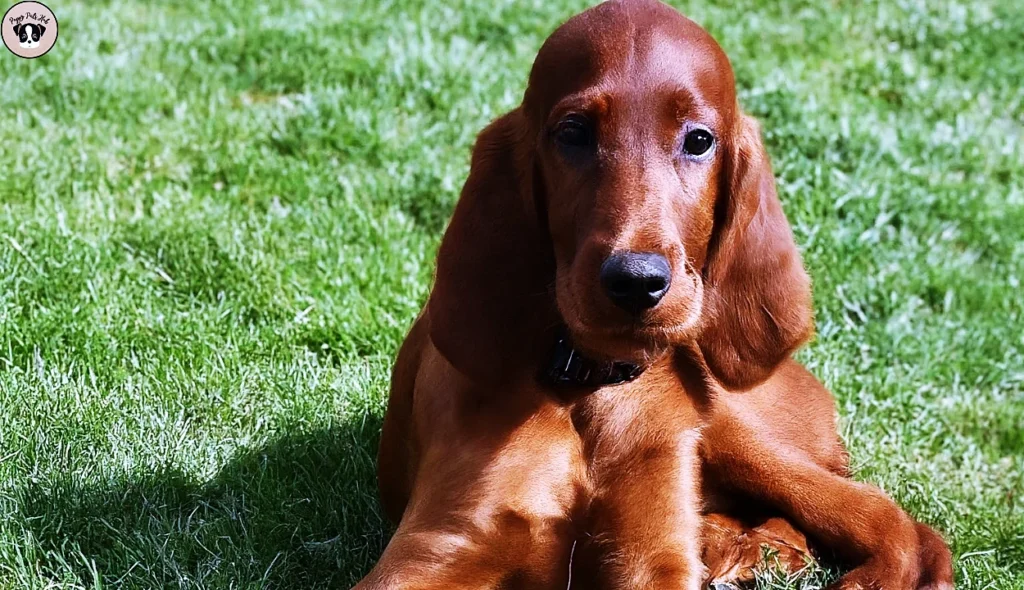 cover the physical activity requirements and training guidelines for young Irish Setter