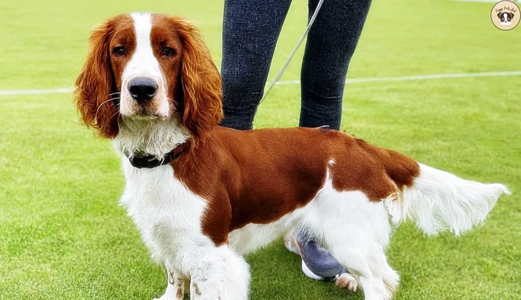 The dog is seated, focused on its owner who is holding a treat as a reward. Surrounding them is a large, open park with vibrant green grass and clear blue skies, illustrating the breed’s high energy levels and necessity for regular exercise and mental stimulation