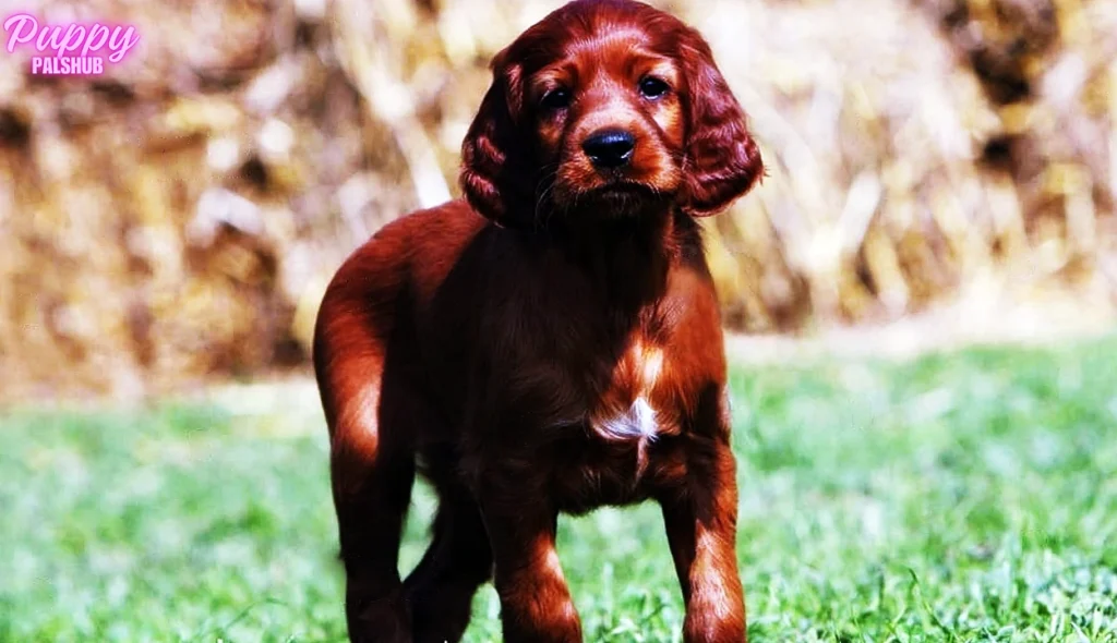 This description indicates that the section will provide recommendations and instructions on how to properly feed young Irish Setter puppies