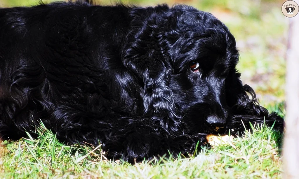 focused on the dietary needs, recommended nutrition, and feeding guidelines for Black Cocker Spaniels.