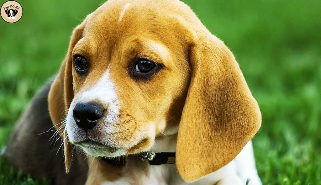 Guide to health considerations, common issues, and preventive care for Lemon Beagles, ensuring their well-being and longevity