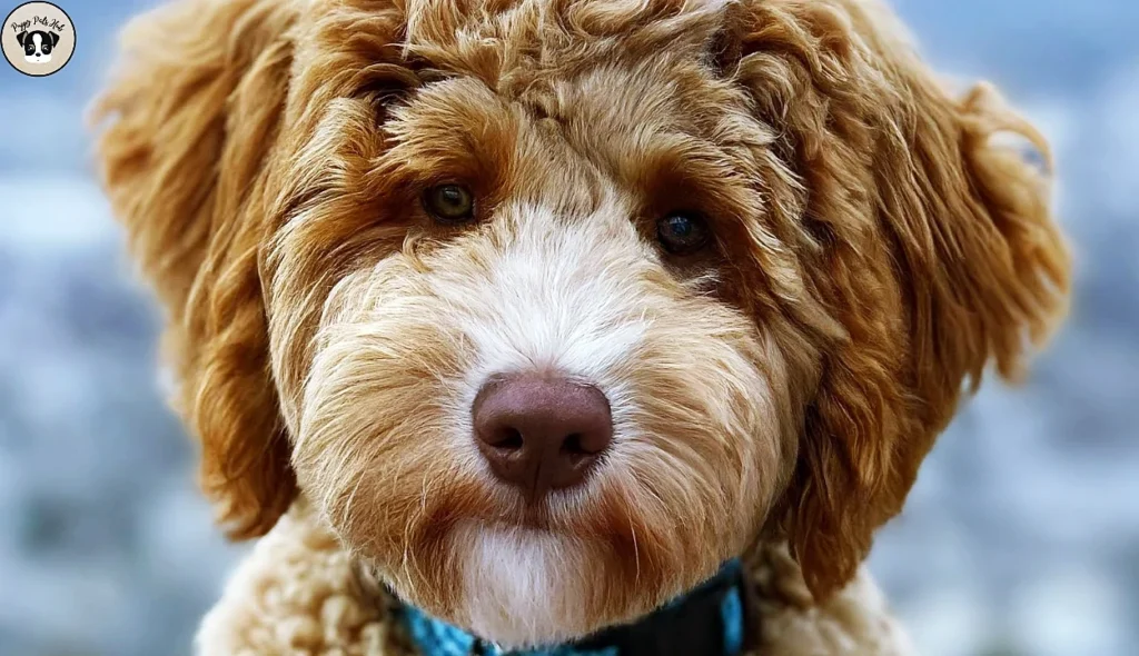 An exploration into the creation and development of the Labradoodle breed, detailing its origins, history, and the reasons behind its popularity