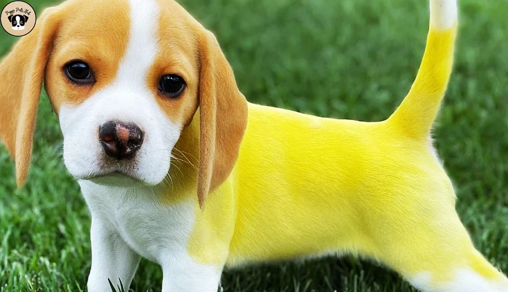 Overview of Lemon Beagle puppies characteristics and grooming needs, covering their unique traits and maintenance requirements for optimal health and appearance