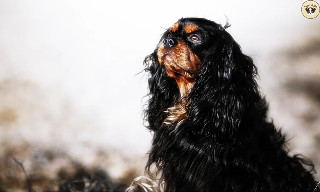 discusses the ideal living conditions, home setup, and environmental needs best suited for a Black Cocker Spaniel