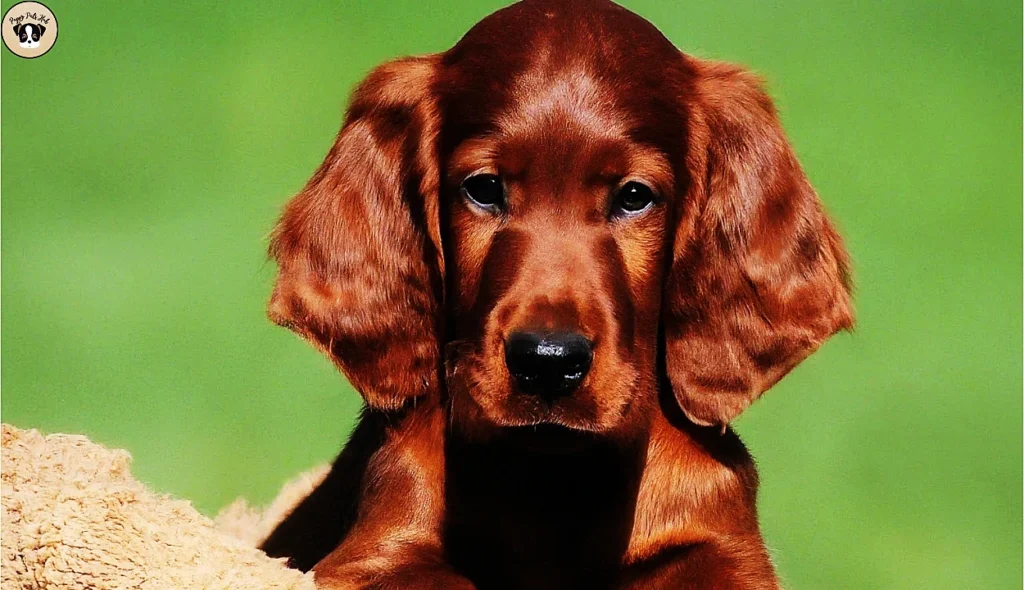 This description indicates that the section will discuss the ideal living conditions and environmental needs for young Irish Setter puppy