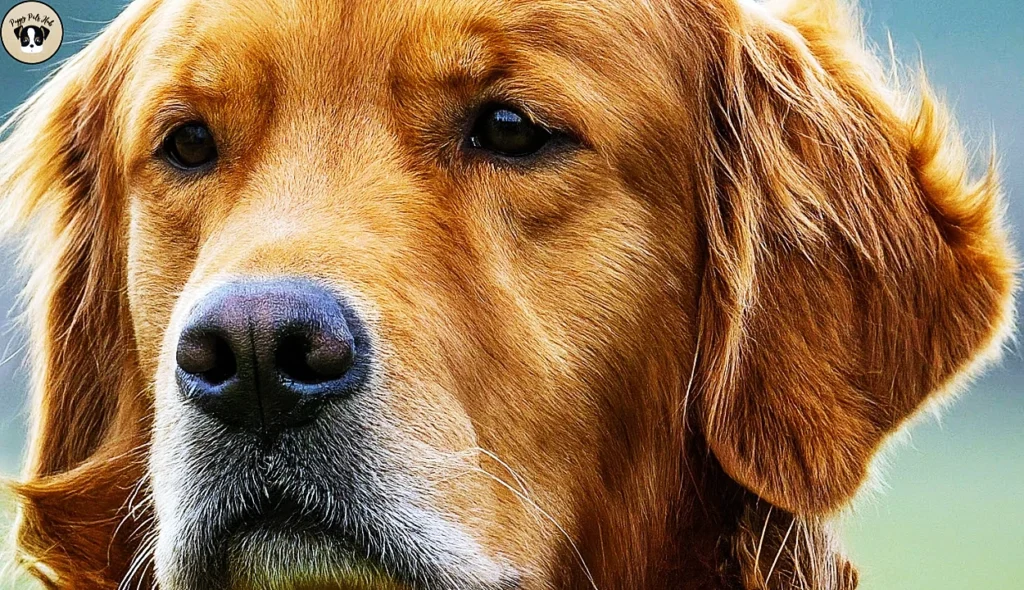 highlighting important health issues and care guidelines specific to Red Golden Retrievers.