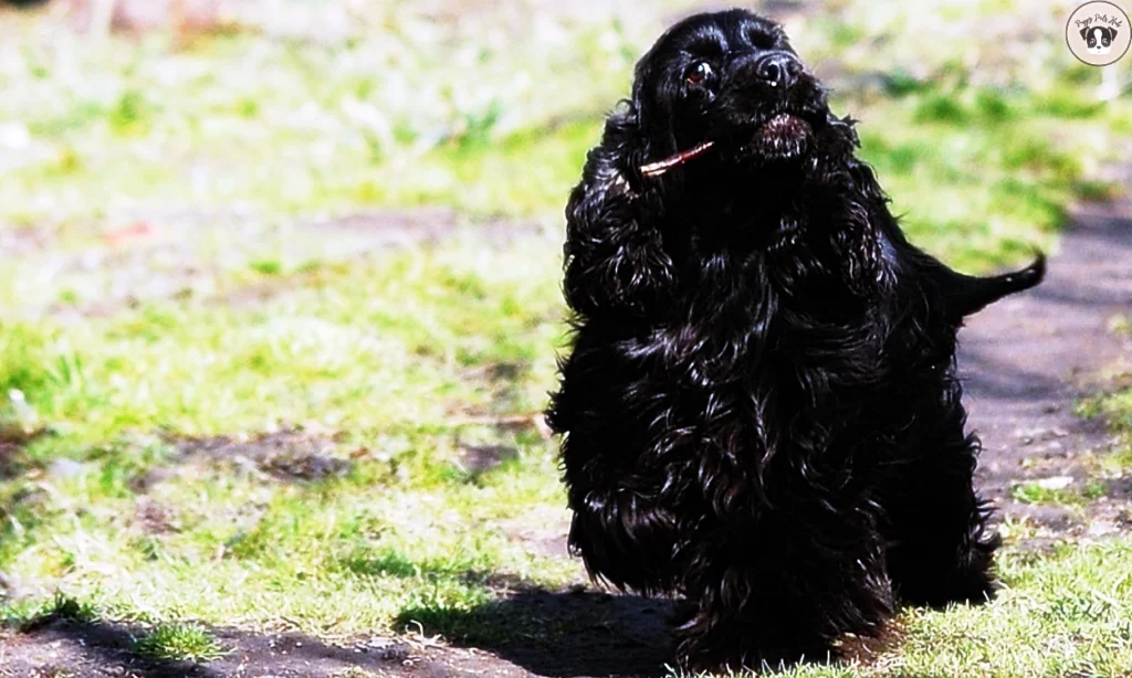 about methods and tips for effectively socializing your Cocker Spaniel, ensuring they develop good behavior and interact well with people and other animals