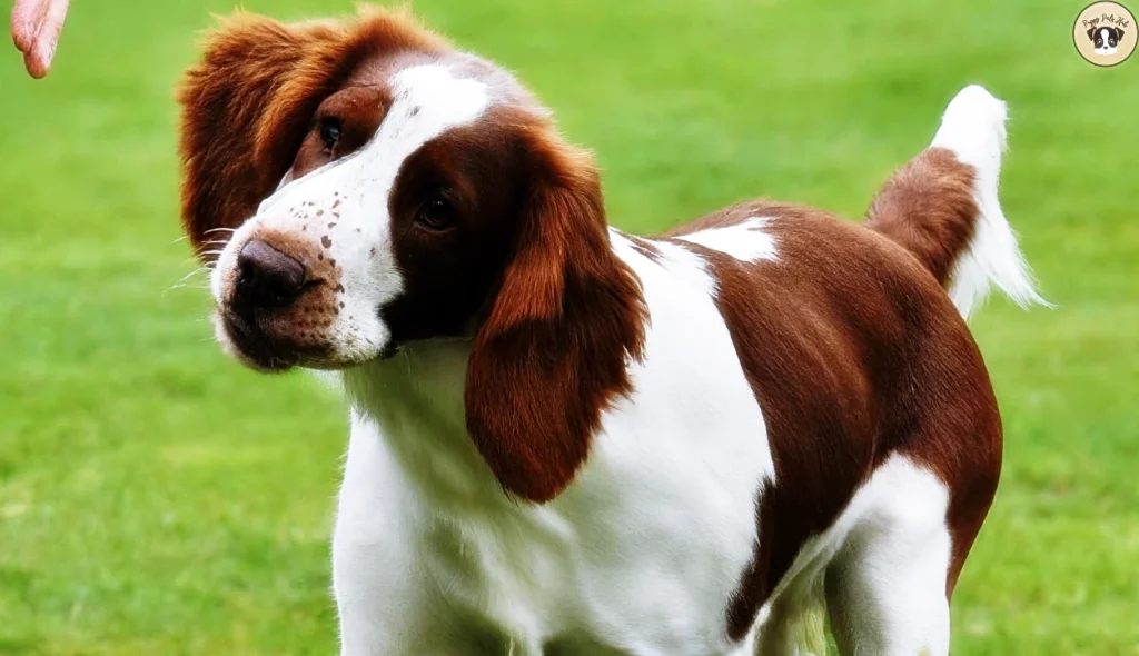 Image shows a Welsh Springer Spaniel happily interacting with a diverse group of dogs in a spacious dog park. The Spaniel is playfully sniffing another dog's nose, with various breeds and sizes of dogs around. In the background, people are chatting and supervising their pets, illustrating the importance of socialization for building the dog's confidence and friendly nature