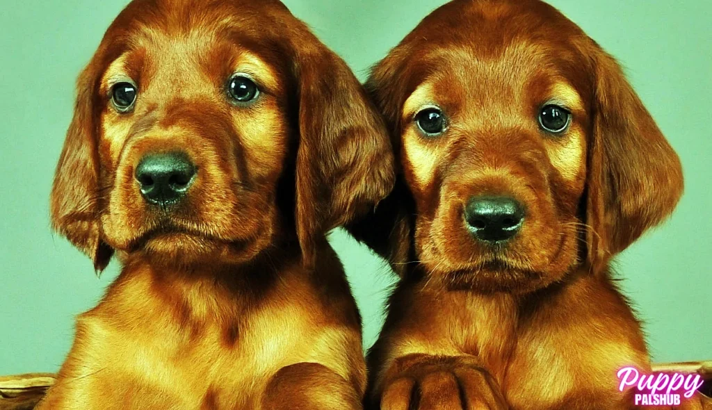 methods and tips for helping young Irish Setter puppies develop social skills and interact well with others.