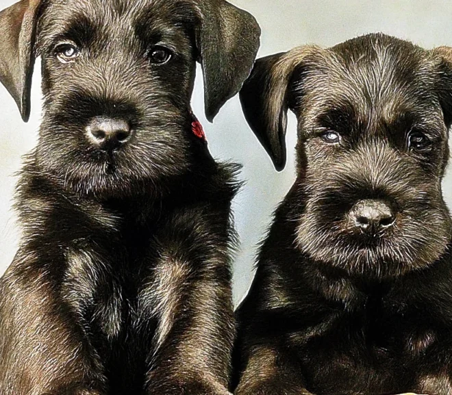 Your Best Definitive Guide to Standard Schnauzer Puppies: Expert Tips – 2024