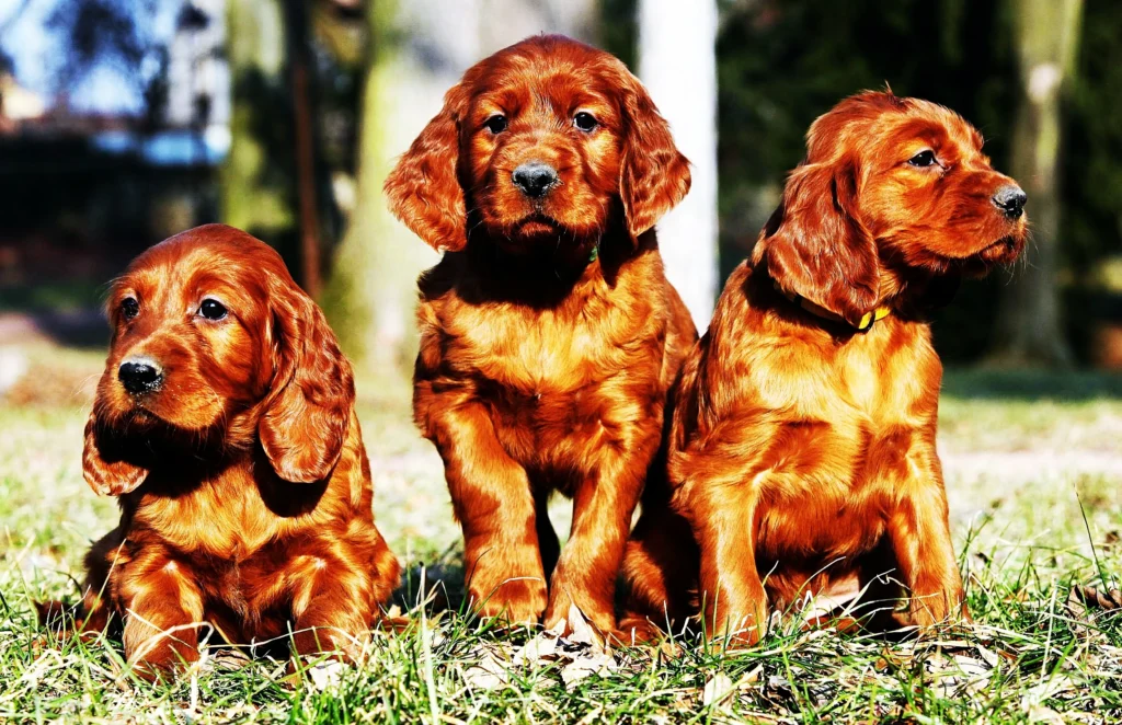 suggests that the content will provide guidance or tips on how to choose or locate an ideal Irish Setter puppy for a potential owner