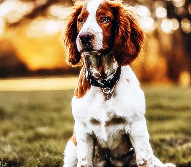 Ultimate Guide: Welsh Springer Spaniel Care, Training, and More – 2024