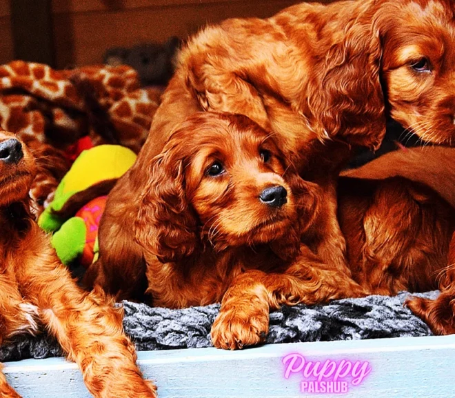 Comprehensive Guide to Irish setter puppies: Everything you need to know – 2024