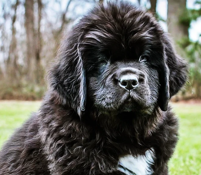 Best Guide to Newfoundland Puppies: Everything You Need to Know in 2024