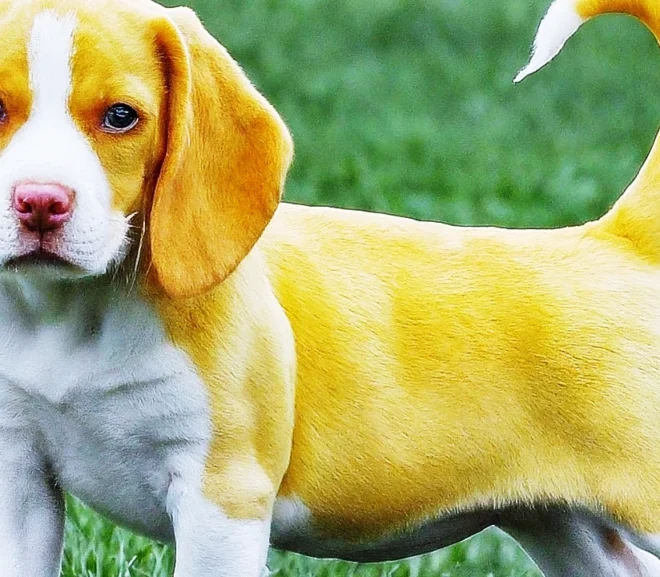 Lemon beagle puppies: A Complete Guide for puppies and dogs – 2024